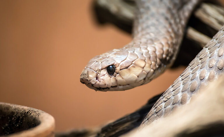 Fear of snakes is one of the most common animal related phobias